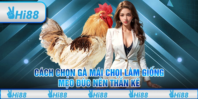 Cách Chọn Gà Mái Chọi Làm Giống - Mẹo Đúc Nên Thần Kê