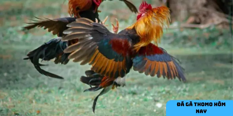 3 yếu tố ảnh hưởng đến kết quả trận đấu Đá gà thomo hôm nay