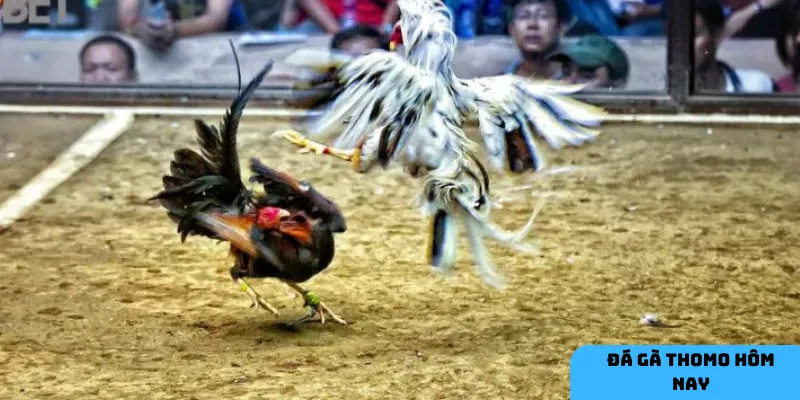 Cập nhật lịch thi đấu chính xác.