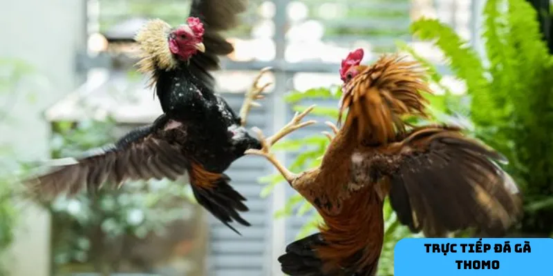 Tìm hiểu kỹ chiến kê và quản lý vốn tốt là chìa khóa để thắng lớn trong đá gà Thomo.