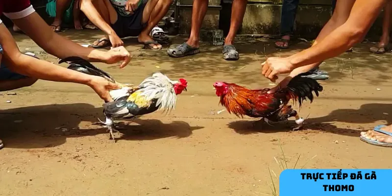 Đá gà Thomo không chỉ là giải trí mà còn là cơ hội lớn để tham gia cá cược