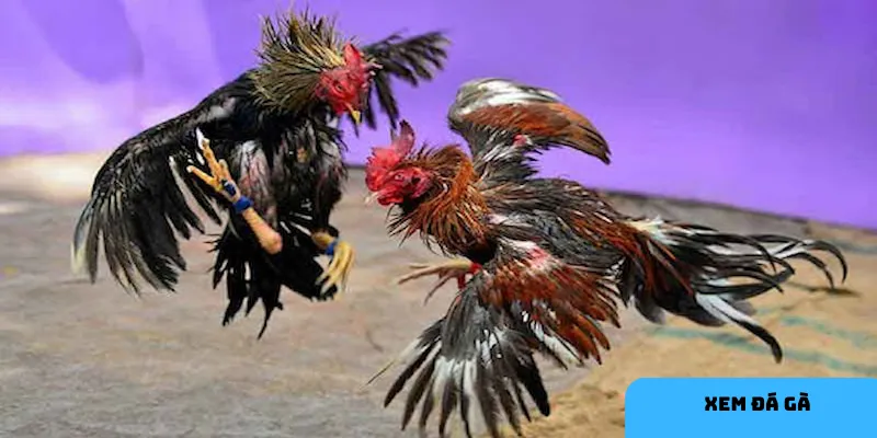 Xem đá gà trực tuyến dễ dàng, tiện lợi trên HI88.