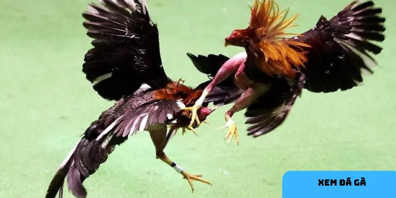 Quản lý vốn cược là yếu tố quan trọng khi chơi đá gà.