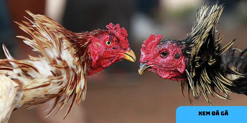 Chất lượng phát sóng tại HI88 luôn mượt mà, rõ nét.