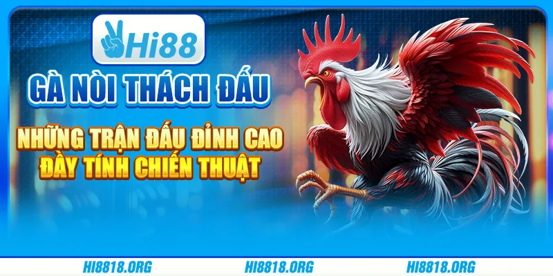 Gà nòi thách đấu – Những trận đấu đỉnh cao đầy tính chiến thuật