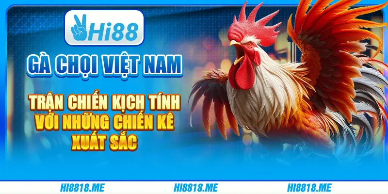 Gà chọi Việt Nam – trận chiến kịch tính với chiến kê xuất sắc