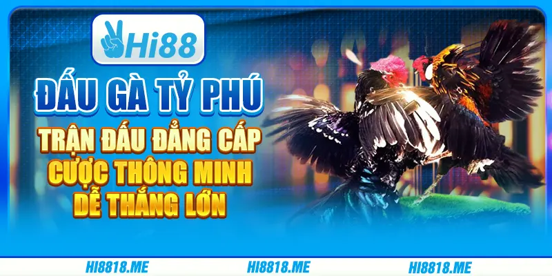 Đấu gà tỷ phú: Trận đấu đẳng cấp, cược thông minh dễ thắng lớn