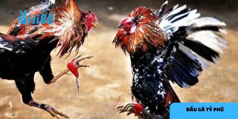 Điểm nổi bật của đấu gà tỷ phú là tính chuyên nghiệp và minh bạch.