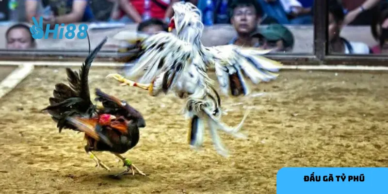 Phân tích phong độ gà chiến giúp bạn đưa ra quyết định chính xác.