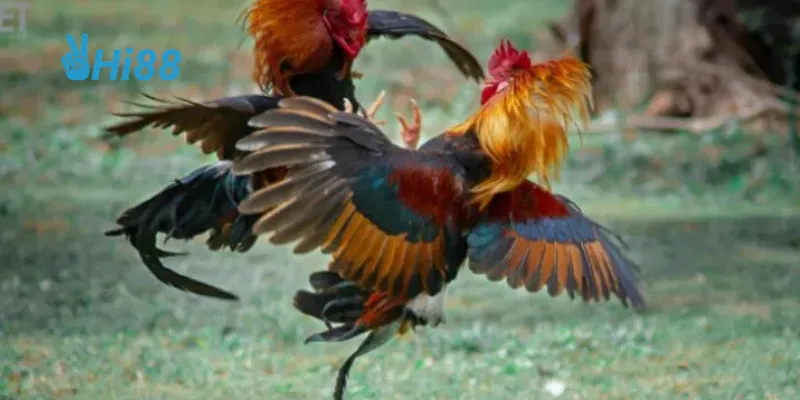 Phân loại gà chiến theo phong cách.