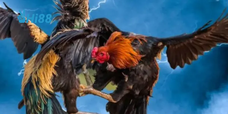 Quản lý vốn cược hợp lý để tối ưu hóa cơ hội.