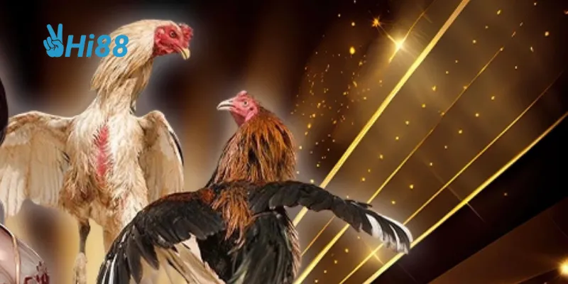 Mẹo huấn luyện chiến kê đỉnh cao