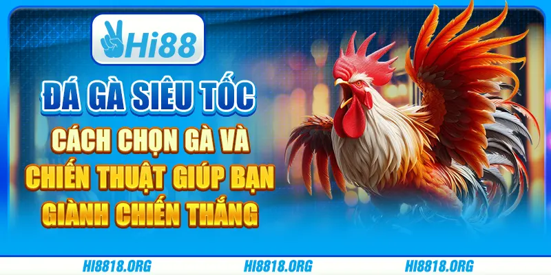 Đá gà siêu tốc: cách chọn gà và chiến thuật giúp bạn giành chiến thắng