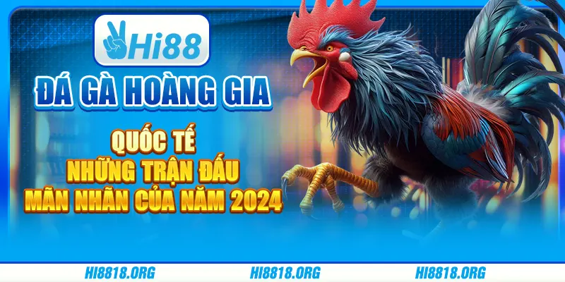 Đá gà hoàng gia quốc tế: Màn trình diễn đỉnh cao trong năm 2024