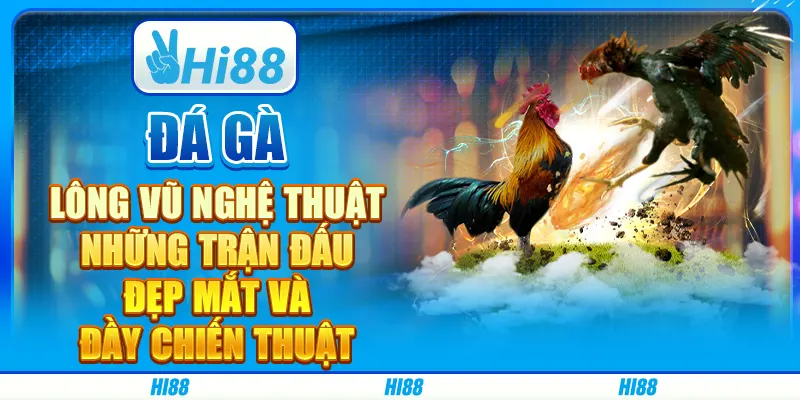 Đá gà lông vũ nghệ thuật: Những trận đấu đẹp mắt và đầy chiến thuật