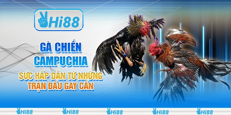 Gà chiến Campuchia – sức hấp dẫn từ những trận đấu gay cấn