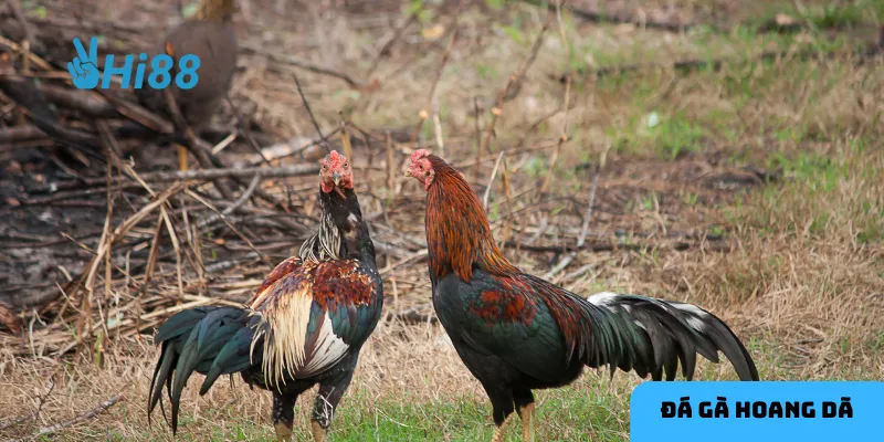 Giống gà tốt là nền tảng cho chiến thắng.