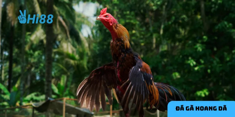 Đá gà hoang dã mang đậm tính bản năng và bất ngờ.