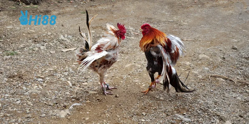 Hiểu rõ đặc điểm của từng dòng gà giúp bạn xây dựng chiến thuật hiệu quả.