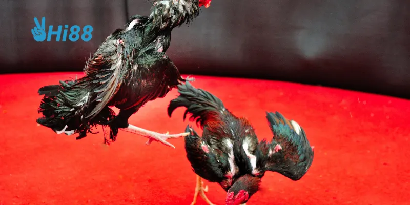 Tăng cường thể lực giúp gà chiến đấu bền bỉ hơn trong các trận đấu.