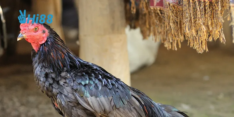 Đá gà chiến thuật là sự kết hợp giữa kỹ thuật và tư duy sáng tạo.