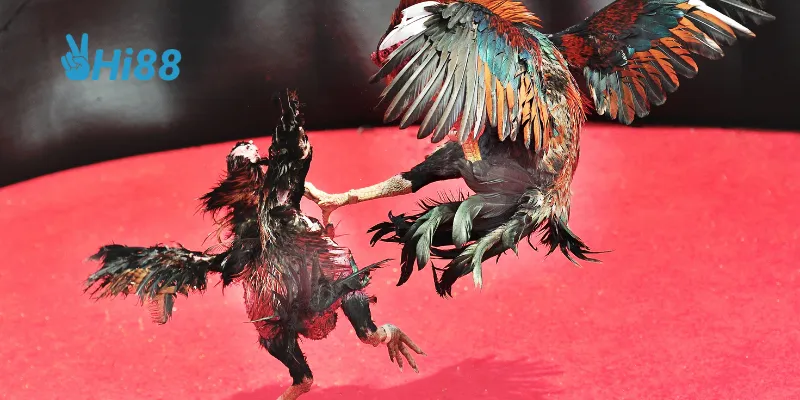 Bí quyết chọn gà chiến thắng cao.