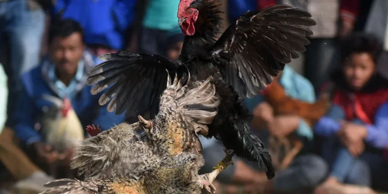 Các hình thức xem đá gà