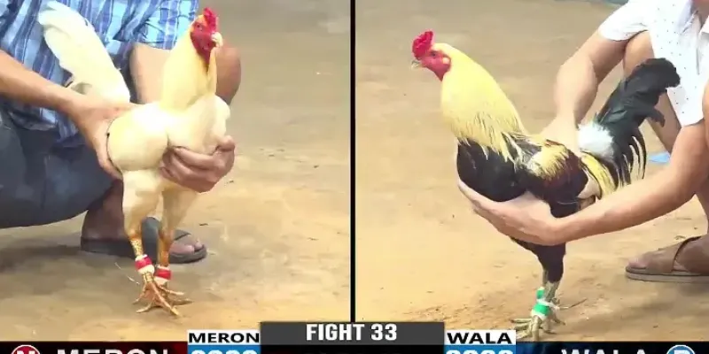 Xem đấu gà dễ dàng hơn bao giờ hết cùng New88