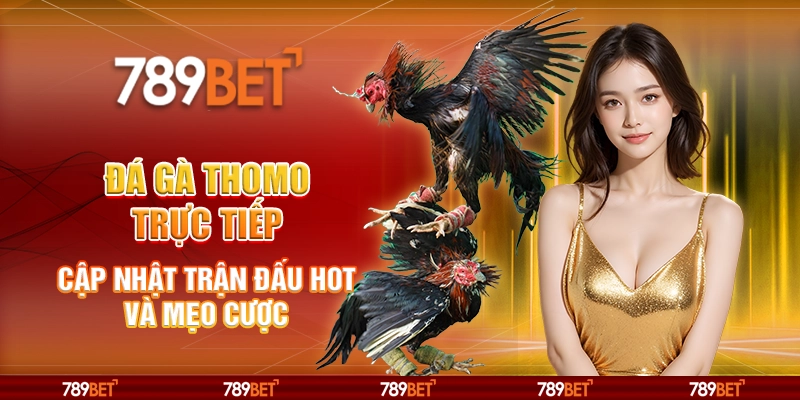 Đá gà Thomo trực tiếp