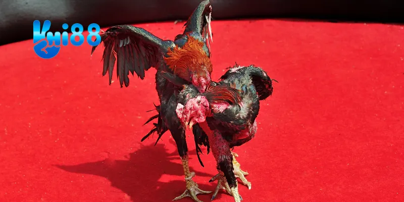 Lịch thi đấu các đội tuyển tham gia.