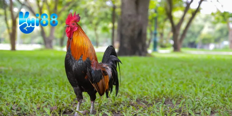 Phân tích các chiến thắng ấn tượng.