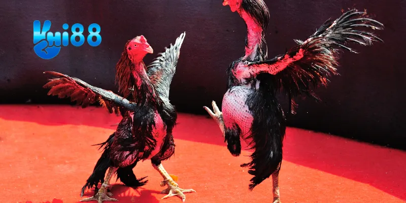 Các trận đấu nổi bật tháng này.