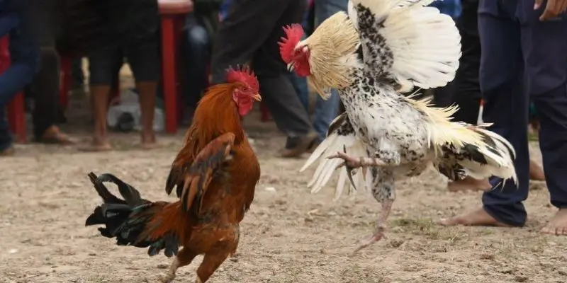 Những trận đá gà thomo trực tiếp hấp dẫn nhất được cập nhật