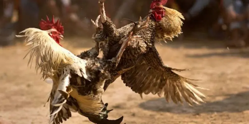 Những lưu ý quan trọng khi tham gia chơi đá gà thomo