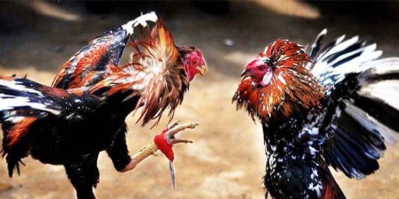 Tham gia đá gà trực tiếp cùng nhà cái