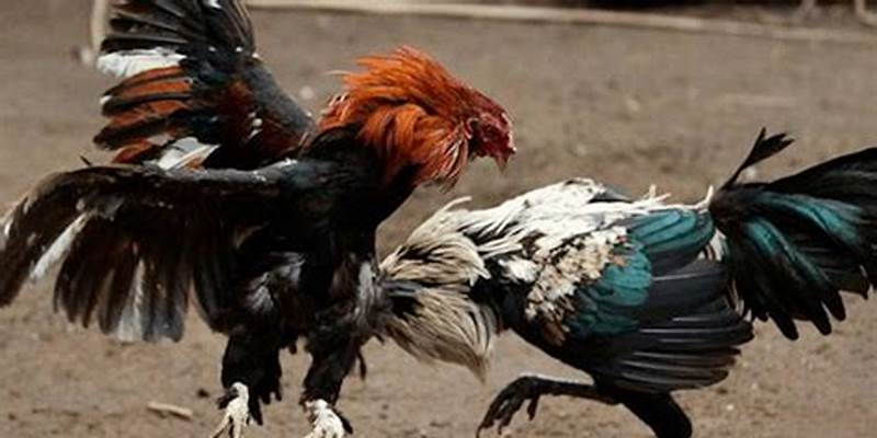 Lưu ý để thắng cược mỗi ngày