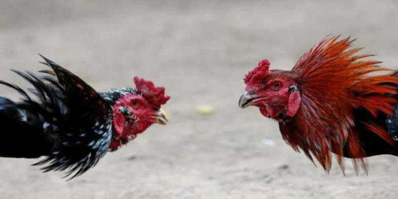 Nhiều hình thức cược phù hợp người chơi